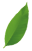 Leaf 2